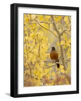 Male American Robin in Aspen Tree, Grand Teton National Park, Wyoming, USA-Rolf Nussbaumer-Framed Photographic Print