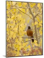 Male American Robin in Aspen Tree, Grand Teton National Park, Wyoming, USA-Rolf Nussbaumer-Mounted Photographic Print