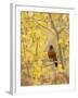 Male American Robin in Aspen Tree, Grand Teton National Park, Wyoming, USA-Rolf Nussbaumer-Framed Photographic Print