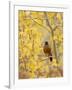 Male American Robin in Aspen Tree, Grand Teton National Park, Wyoming, USA-Rolf Nussbaumer-Framed Photographic Print