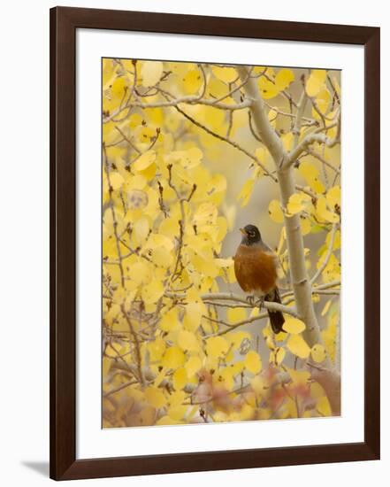 Male American Robin in Aspen Tree, Grand Teton National Park, Wyoming, USA-Rolf Nussbaumer-Framed Photographic Print