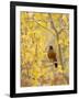 Male American Robin in Aspen Tree, Grand Teton National Park, Wyoming, USA-Rolf Nussbaumer-Framed Photographic Print