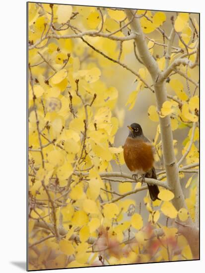 Male American Robin in Aspen Tree, Grand Teton National Park, Wyoming, USA-Rolf Nussbaumer-Mounted Photographic Print