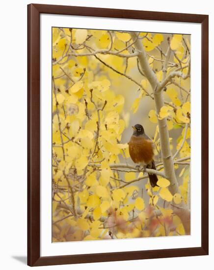 Male American Robin in Aspen Tree, Grand Teton National Park, Wyoming, USA-Rolf Nussbaumer-Framed Photographic Print