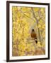Male American Robin in Aspen Tree, Grand Teton National Park, Wyoming, USA-Rolf Nussbaumer-Framed Photographic Print