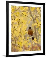 Male American Robin in Aspen Tree, Grand Teton National Park, Wyoming, USA-Rolf Nussbaumer-Framed Photographic Print