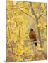 Male American Robin in Aspen Tree, Grand Teton National Park, Wyoming, USA-Rolf Nussbaumer-Mounted Photographic Print