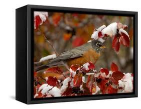 Male American Robin in Black Hawthorn, Grand Teton National Park, Wyoming, USA-Rolf Nussbaumer-Framed Stretched Canvas