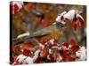 Male American Robin in Black Hawthorn, Grand Teton National Park, Wyoming, USA-Rolf Nussbaumer-Stretched Canvas