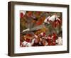 Male American Robin in Black Hawthorn, Grand Teton National Park, Wyoming, USA-Rolf Nussbaumer-Framed Photographic Print