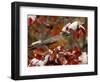 Male American Robin in Black Hawthorn, Grand Teton National Park, Wyoming, USA-Rolf Nussbaumer-Framed Photographic Print