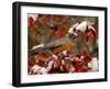 Male American Robin in Black Hawthorn, Grand Teton National Park, Wyoming, USA-Rolf Nussbaumer-Framed Photographic Print