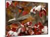 Male American Robin in Black Hawthorn, Grand Teton National Park, Wyoming, USA-Rolf Nussbaumer-Mounted Photographic Print