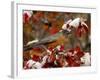 Male American Robin in Black Hawthorn, Grand Teton National Park, Wyoming, USA-Rolf Nussbaumer-Framed Photographic Print