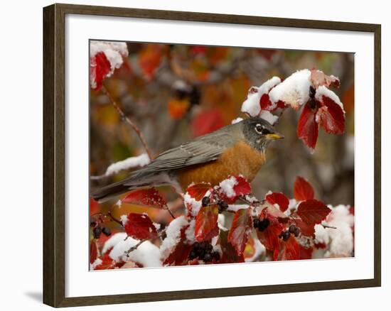 Male American Robin in Black Hawthorn, Grand Teton National Park, Wyoming, USA-Rolf Nussbaumer-Framed Photographic Print