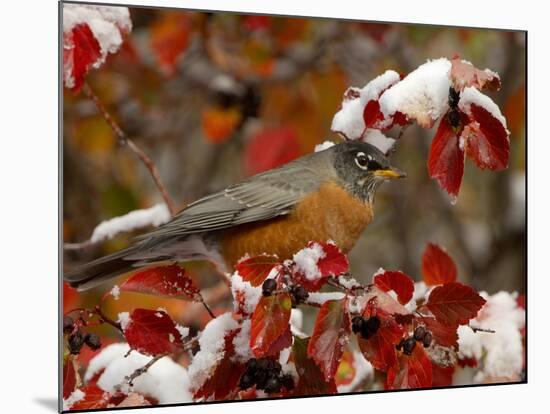 Male American Robin in Black Hawthorn, Grand Teton National Park, Wyoming, USA-Rolf Nussbaumer-Mounted Photographic Print