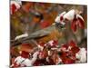 Male American Robin in Black Hawthorn, Grand Teton National Park, Wyoming, USA-Rolf Nussbaumer-Mounted Photographic Print