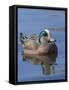 Male American Wigeon in freshwater pond, New Mexico-Maresa Pryor-Framed Stretched Canvas