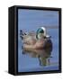 Male American Wigeon in freshwater pond, New Mexico-Maresa Pryor-Framed Stretched Canvas