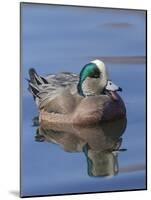Male American Wigeon in freshwater pond, New Mexico-Maresa Pryor-Mounted Photographic Print