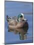 Male American Wigeon in freshwater pond, New Mexico-Maresa Pryor-Mounted Photographic Print