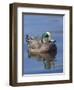 Male American Wigeon in freshwater pond, New Mexico-Maresa Pryor-Framed Photographic Print