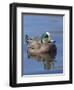 Male American Wigeon in freshwater pond, New Mexico-Maresa Pryor-Framed Photographic Print