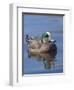 Male American Wigeon in freshwater pond, New Mexico-Maresa Pryor-Framed Photographic Print