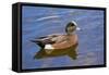 Male, American Wigeon, Swimming, Commonwealth Lake Park, Oregon, Usa-Michel Hersen-Framed Stretched Canvas