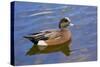 Male, American Wigeon, Swimming, Commonwealth Lake Park, Oregon, Usa-Michel Hersen-Stretched Canvas