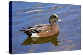 Male, American Wigeon, Swimming, Commonwealth Lake Park, Oregon, Usa-Michel Hersen-Stretched Canvas