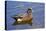 Male, American Wigeon, Swimming, Commonwealth Lake Park, Oregon, Usa-Michel Hersen-Stretched Canvas