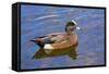 Male, American Wigeon, Swimming, Commonwealth Lake Park, Oregon, Usa-Michel Hersen-Framed Stretched Canvas