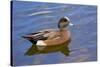 Male, American Wigeon, Swimming, Commonwealth Lake Park, Oregon, Usa-Michel Hersen-Stretched Canvas