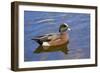 Male, American Wigeon, Swimming, Commonwealth Lake Park, Oregon, Usa-Michel Hersen-Framed Photographic Print