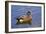 Male, American Wigeon, Swimming, Commonwealth Lake Park, Oregon, Usa-Michel Hersen-Framed Photographic Print