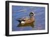 Male, American Wigeon, Swimming, Commonwealth Lake Park, Oregon, Usa-Michel Hersen-Framed Photographic Print