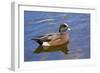 Male, American Wigeon, Swimming, Commonwealth Lake Park, Oregon, Usa-Michel Hersen-Framed Photographic Print