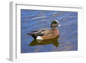 Male, American Wigeon, Swimming, Commonwealth Lake Park, Oregon, Usa-Michel Hersen-Framed Photographic Print