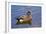 Male, American Wigeon, Swimming, Commonwealth Lake Park, Oregon, Usa-Michel Hersen-Framed Photographic Print