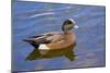 Male, American Wigeon, Swimming, Commonwealth Lake Park, Oregon, Usa-Michel Hersen-Mounted Photographic Print