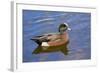 Male, American Wigeon, Swimming, Commonwealth Lake Park, Oregon, Usa-Michel Hersen-Framed Photographic Print