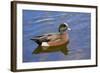 Male, American Wigeon, Swimming, Commonwealth Lake Park, Oregon, Usa-Michel Hersen-Framed Photographic Print