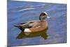 Male, American Wigeon, Swimming, Commonwealth Lake Park, Oregon, Usa-Michel Hersen-Mounted Photographic Print