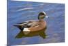 Male, American Wigeon, Swimming, Commonwealth Lake Park, Oregon, Usa-Michel Hersen-Mounted Photographic Print