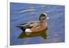 Male, American Wigeon, Swimming, Commonwealth Lake Park, Oregon, Usa-Michel Hersen-Framed Photographic Print