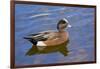 Male, American Wigeon, Swimming, Commonwealth Lake Park, Oregon, Usa-Michel Hersen-Framed Photographic Print