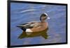 Male, American Wigeon, Swimming, Commonwealth Lake Park, Oregon, Usa-Michel Hersen-Framed Photographic Print