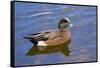 Male, American Wigeon, Swimming, Commonwealth Lake Park, Oregon, Usa-Michel Hersen-Framed Stretched Canvas