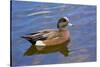 Male, American Wigeon, Swimming, Commonwealth Lake Park, Oregon, Usa-Michel Hersen-Stretched Canvas